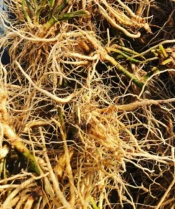 Ashwagandha-wortel - biologisch