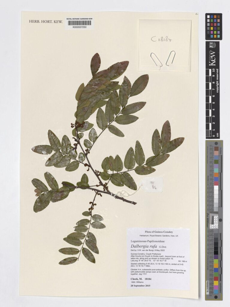 Mimosa Hostilis plantmaterialen