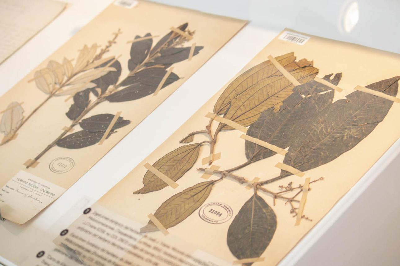Botanische materialen en vormen