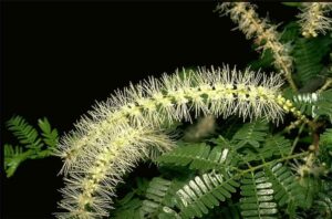 Botanische kenmerken van Mimosa Hostilis