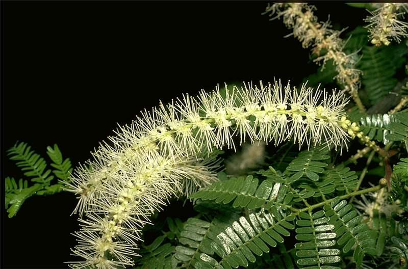 Botanische kenmerken van Mimosa Hostilis