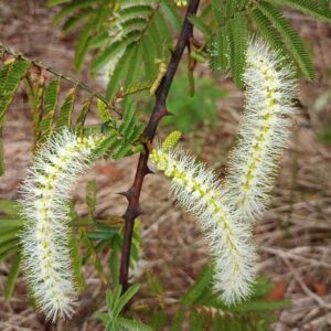 Wat is Mimosa Hostilis