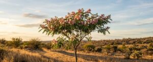 Mimosa Hostilis herkomst