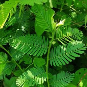 Mimosa Tenuiflora herkennen