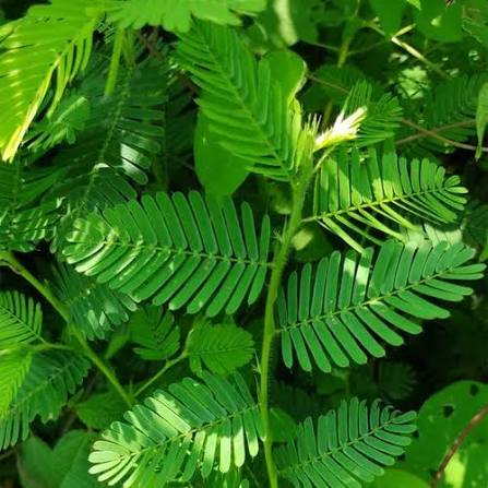 Mimosa Tenuiflora herkennen
