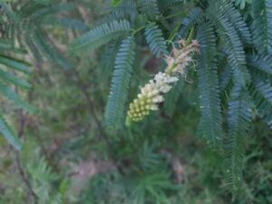 Mimosa Hostilis vs. Mimosa Tenuiflora