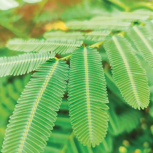 Tepescohuite plant