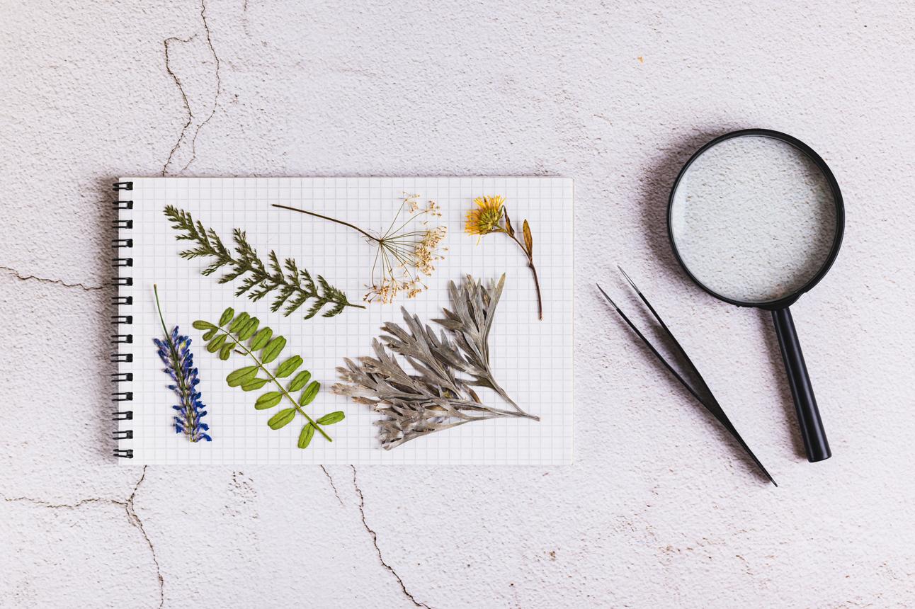 Veelgestelde botanische vragen
