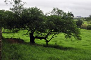 Mimosa Hostilis wortelschors