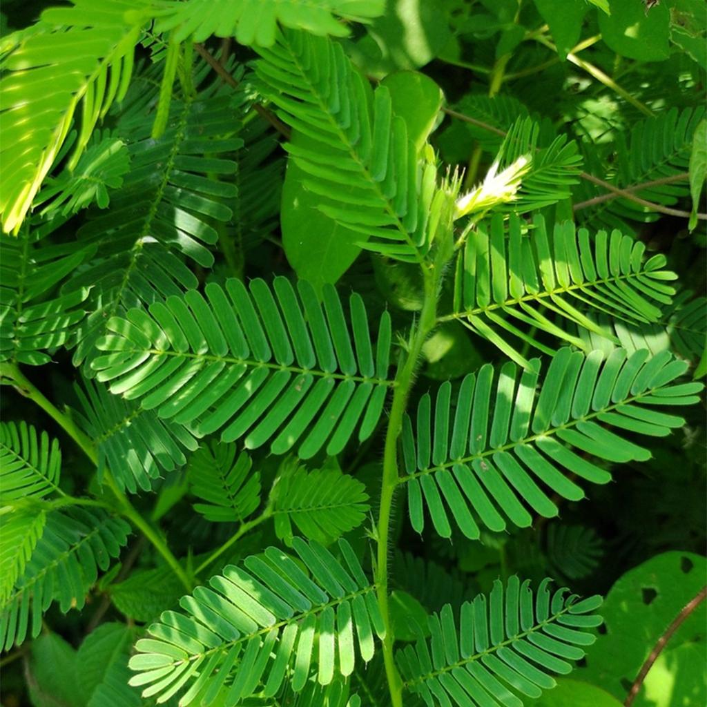 Botanische kenmerken